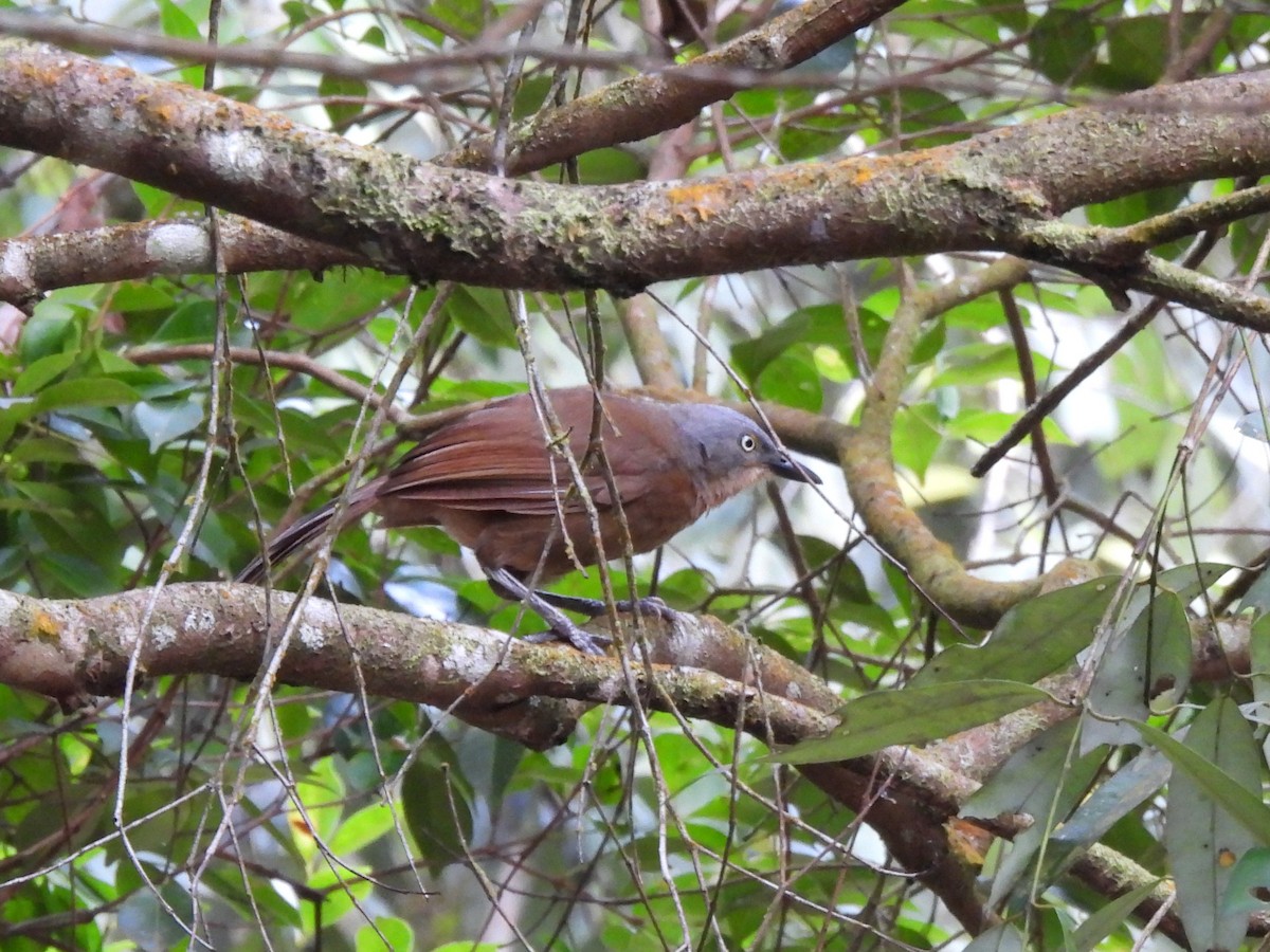 Ashy-headed Laughingthrush - ML641745570