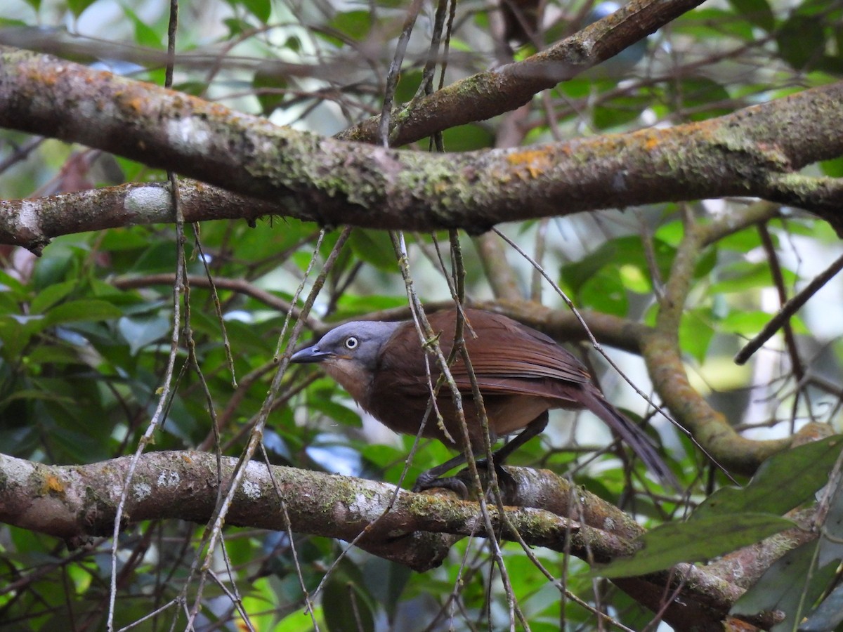 Ashy-headed Laughingthrush - ML641745571