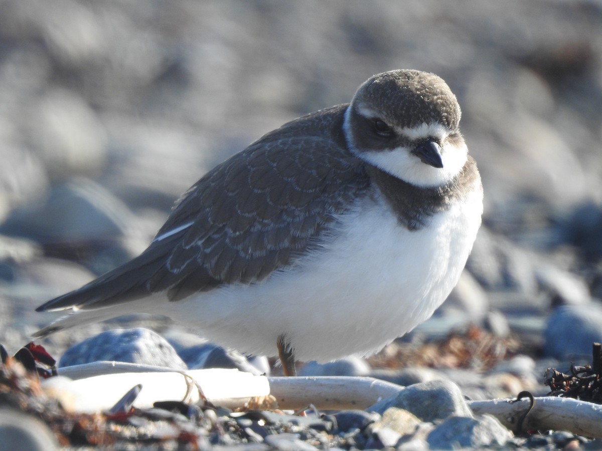 Semipalmated Plover - ML641745590