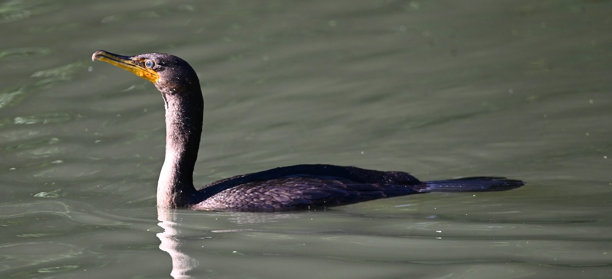 Double-crested Cormorant - ML641745601