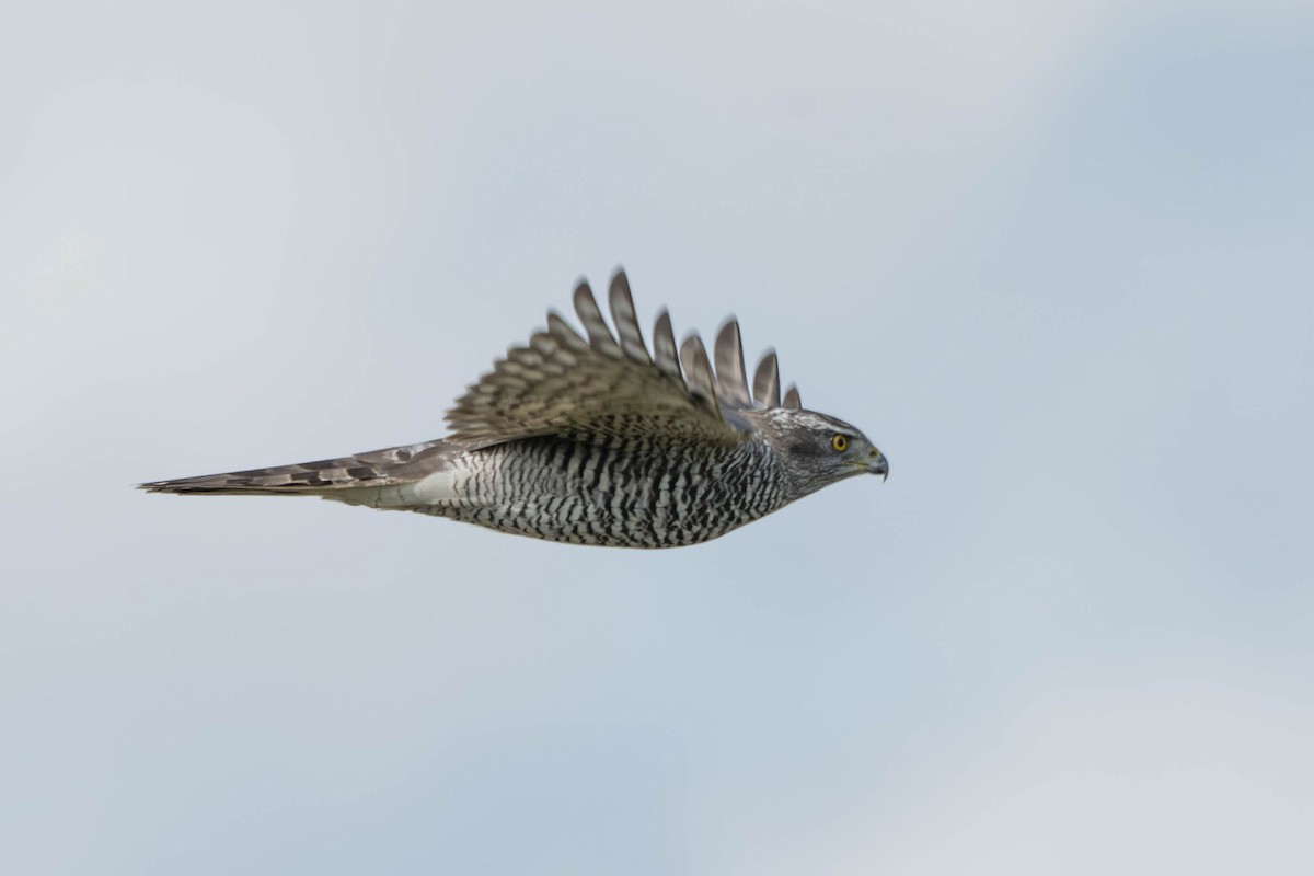 Eurasian Goshawk - ML641745620