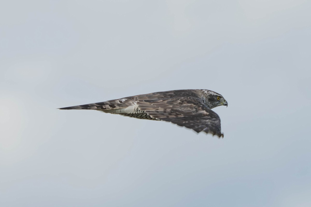 Eurasian Goshawk - ML641745623