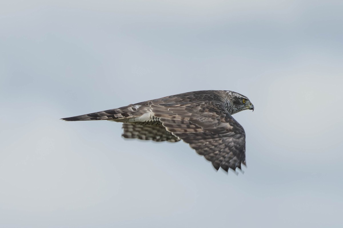Eurasian Goshawk - ML641745626
