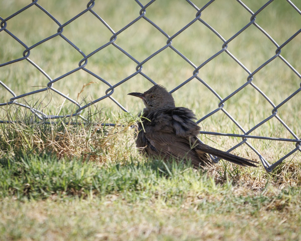 Bendire's Thrasher - ML641745627