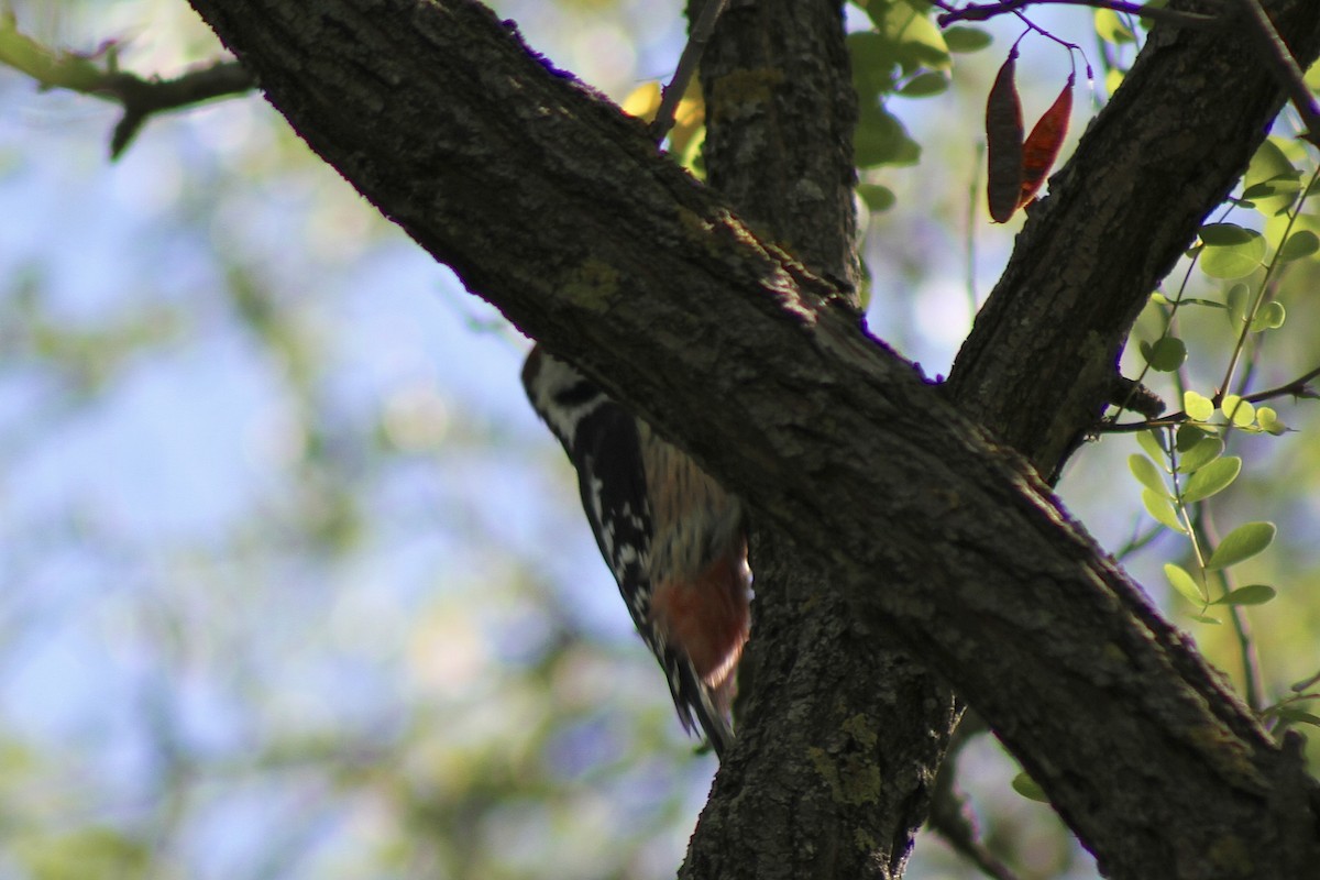Middle Spotted Woodpecker - ML641745628