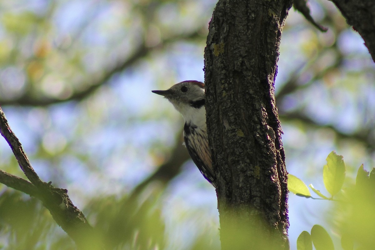 Middle Spotted Woodpecker - ML641745629