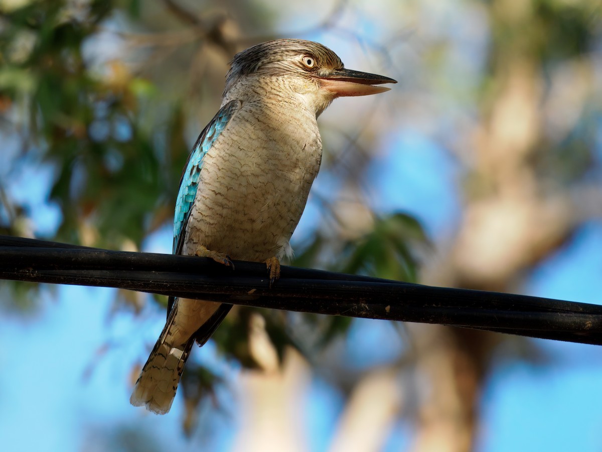 Blue-winged Kookaburra - ML641745671