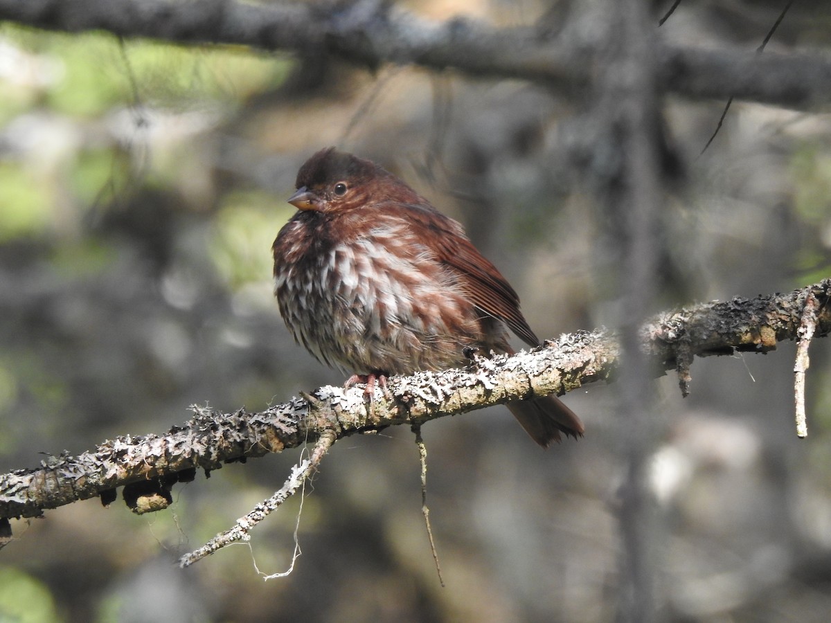 Fox Sparrow - ML641745685