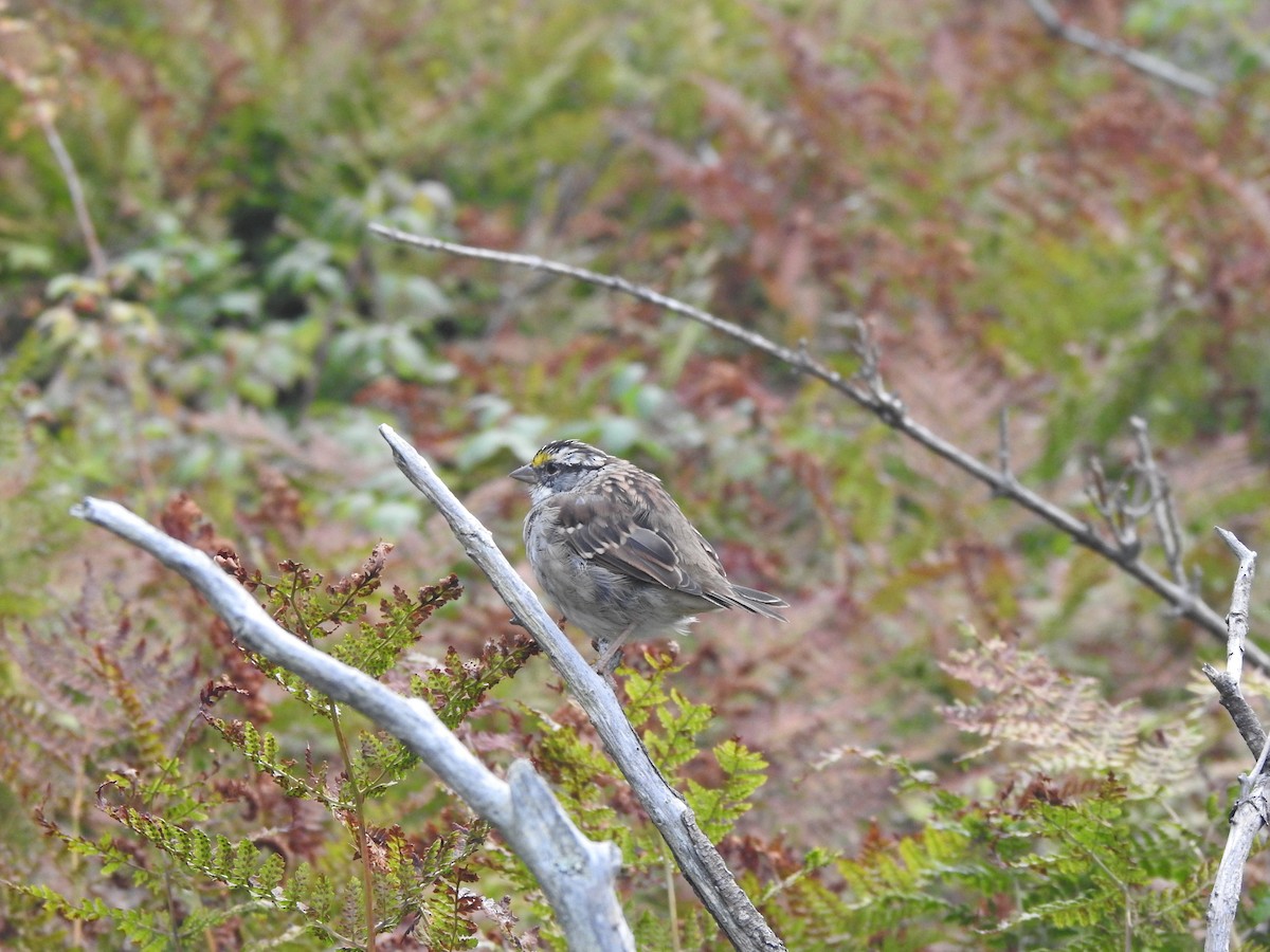 White-throated Sparrow - ML641745698