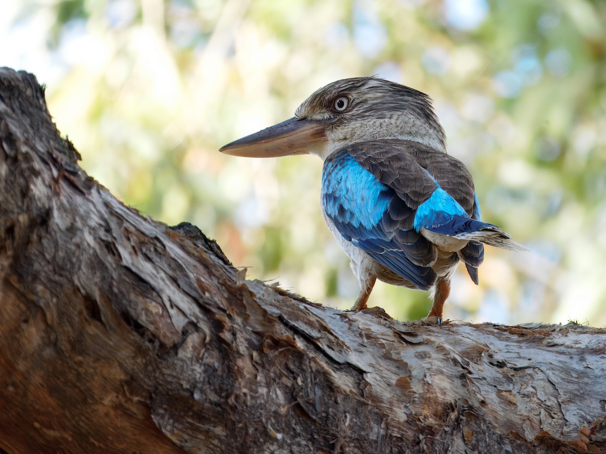 Blue-winged Kookaburra - ML641745722