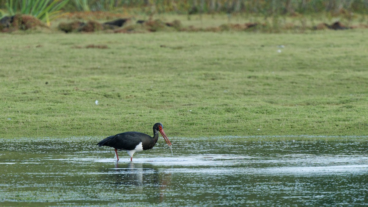 Black Stork - ML641745740