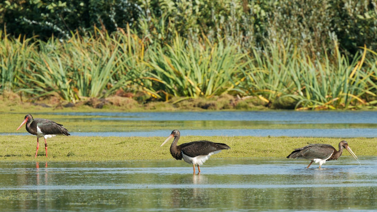 Black Stork - ML641745741
