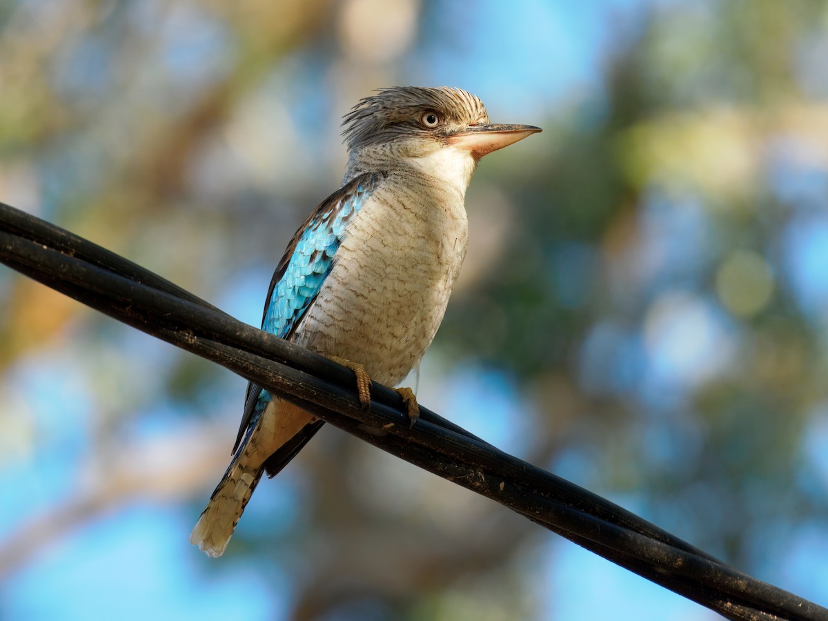 Blue-winged Kookaburra - ML641745765
