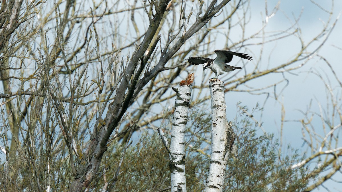 Osprey - ML641745769