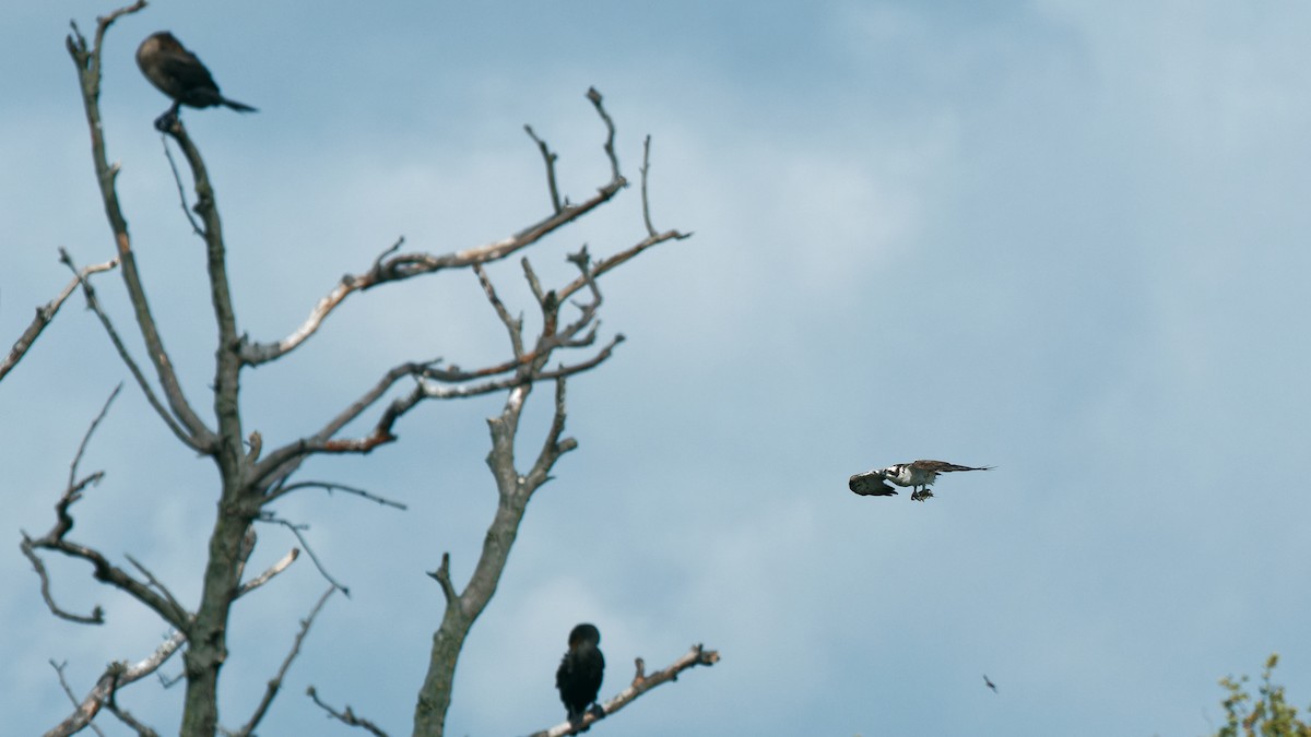 Osprey - ML641745770