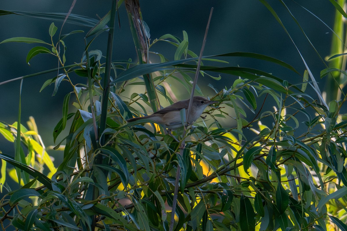 Eastern Olivaceous Warbler - ML641745774
