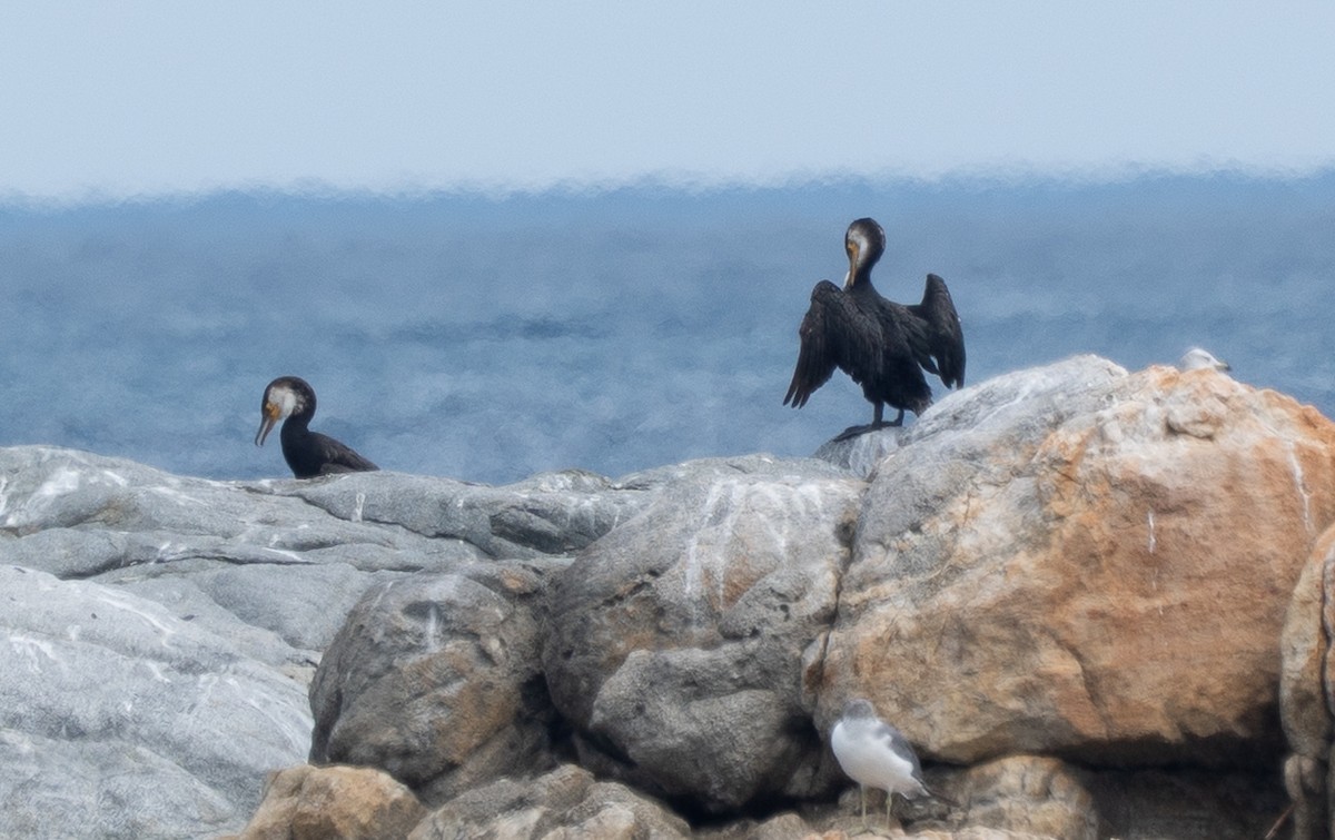 Japanese Cormorant - ML641745798
