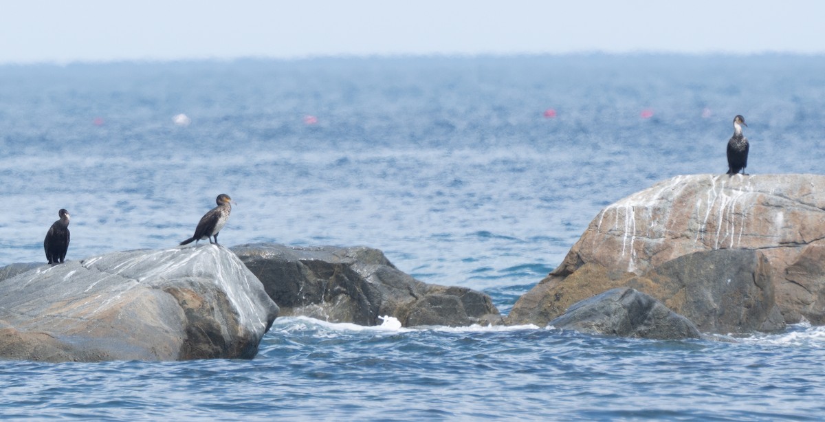Japanese Cormorant - ML641745799