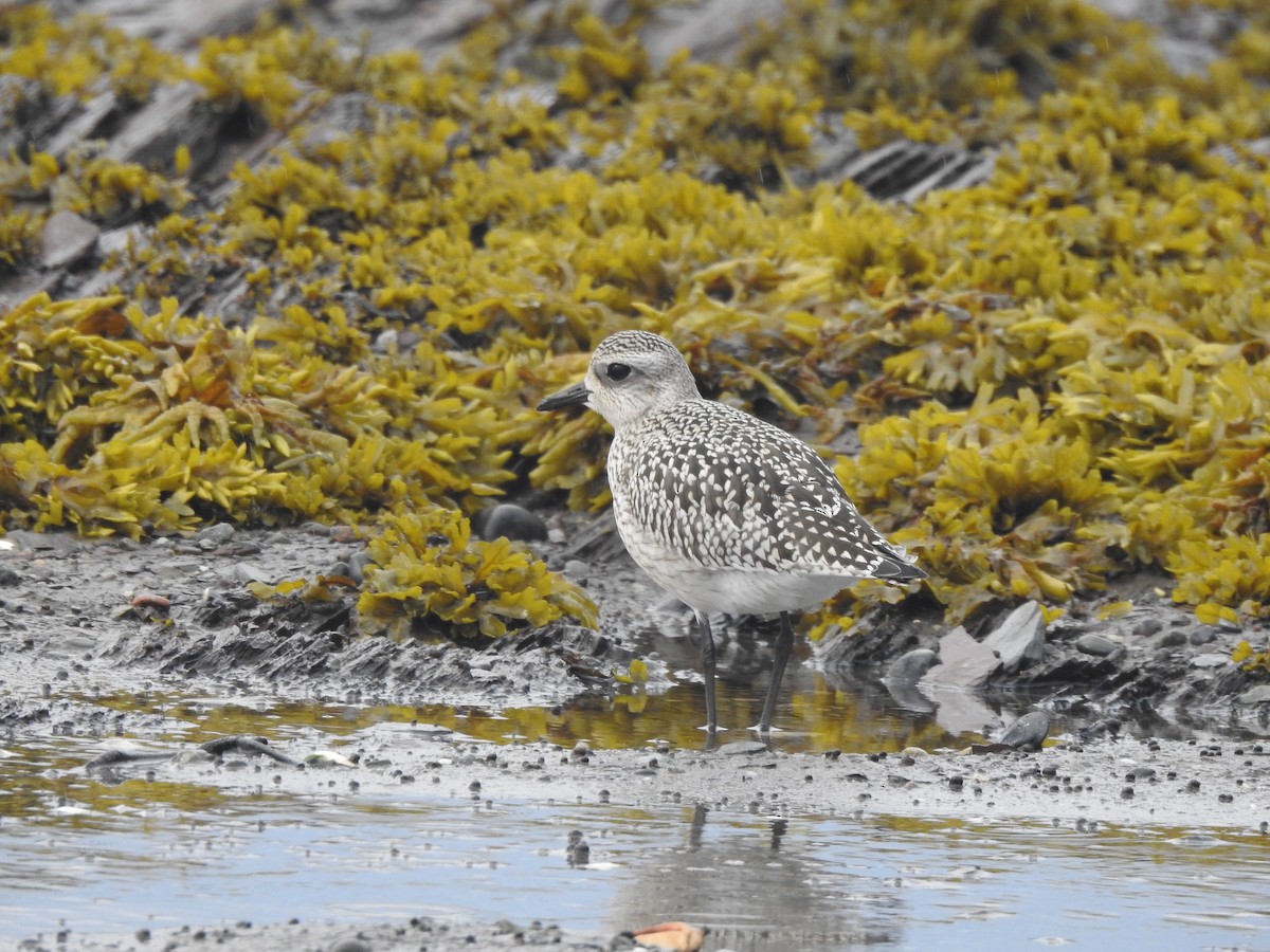 American Golden-Plover - ML641745808