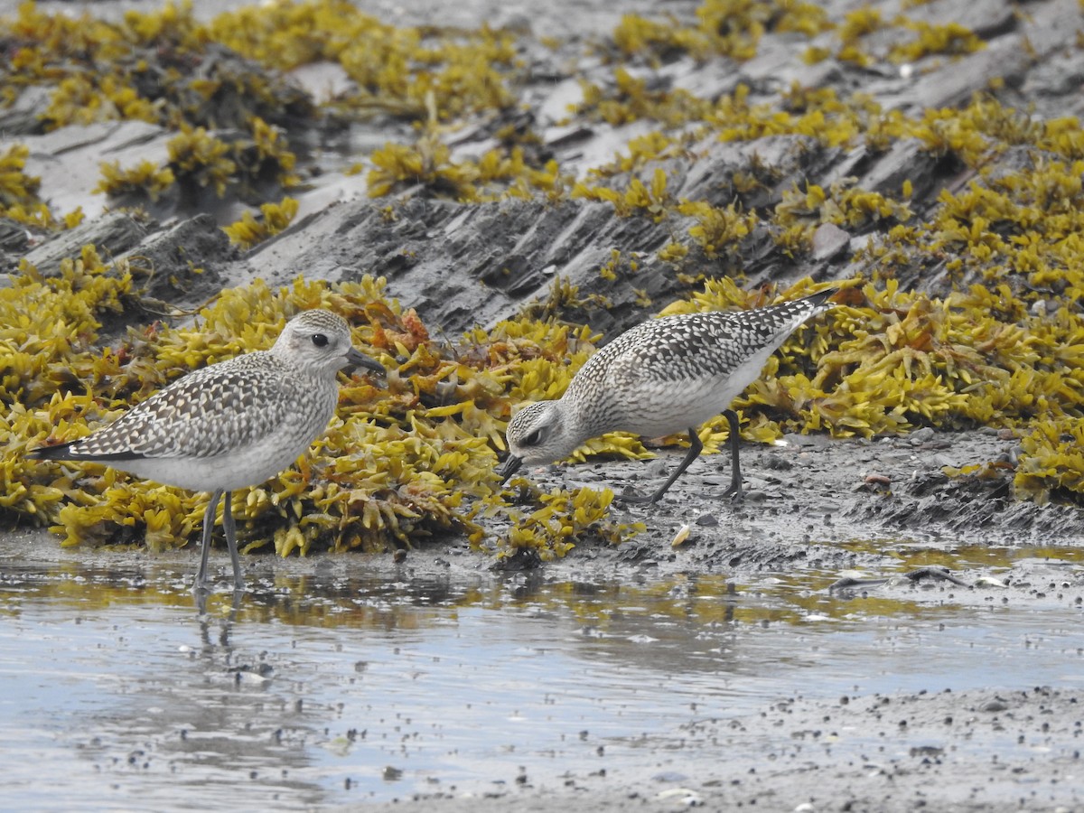 American Golden-Plover - ML641745809