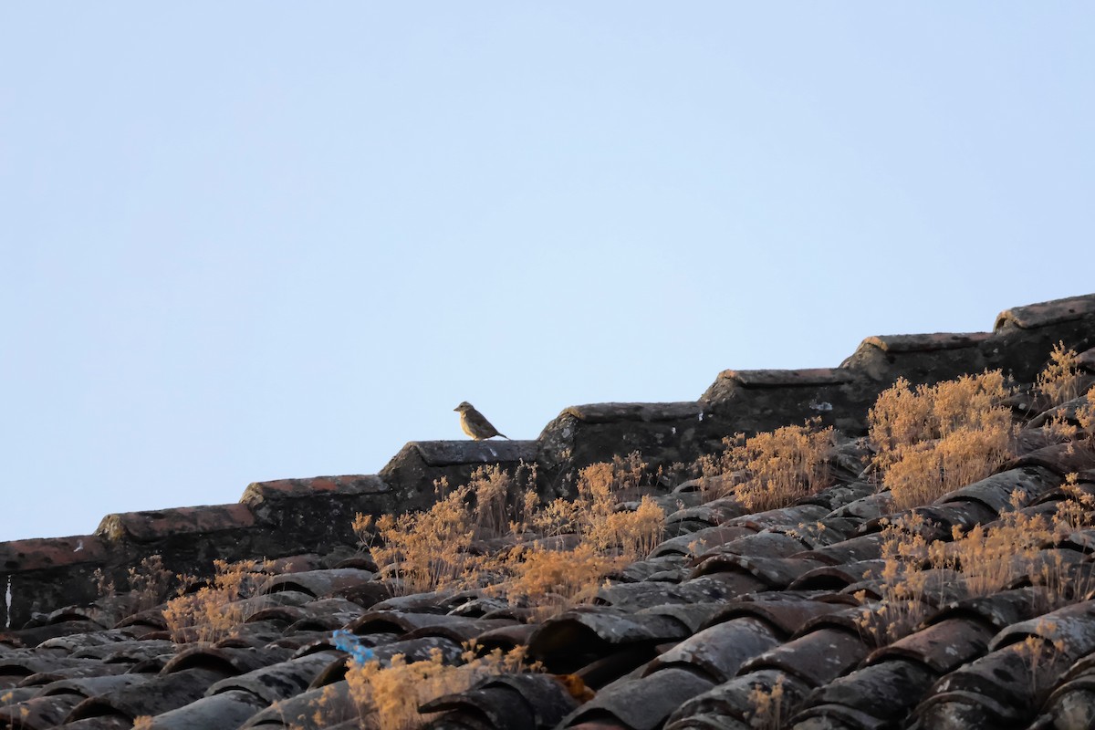 Rock Sparrow - ML641745812