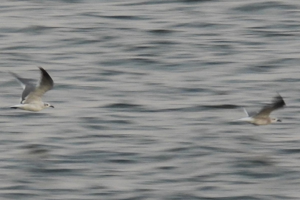 Laughing Gull - ML641745845