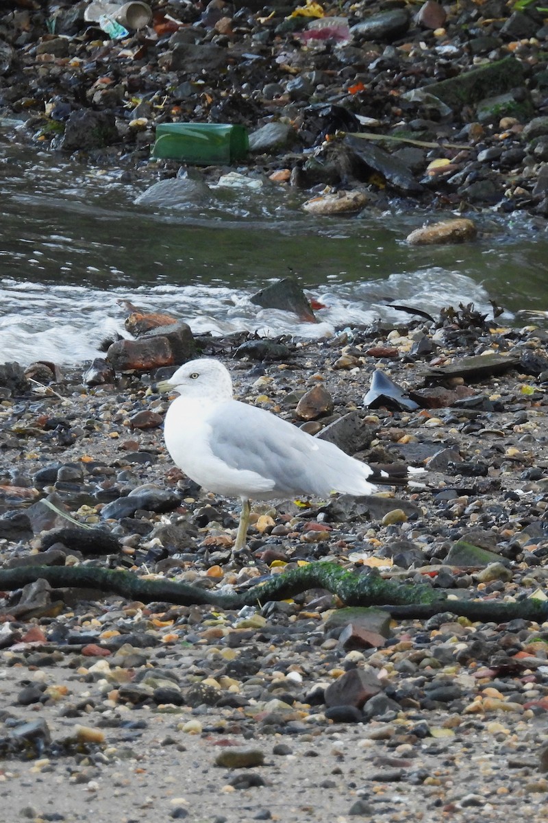 Ring-billed Gull - ML641745846