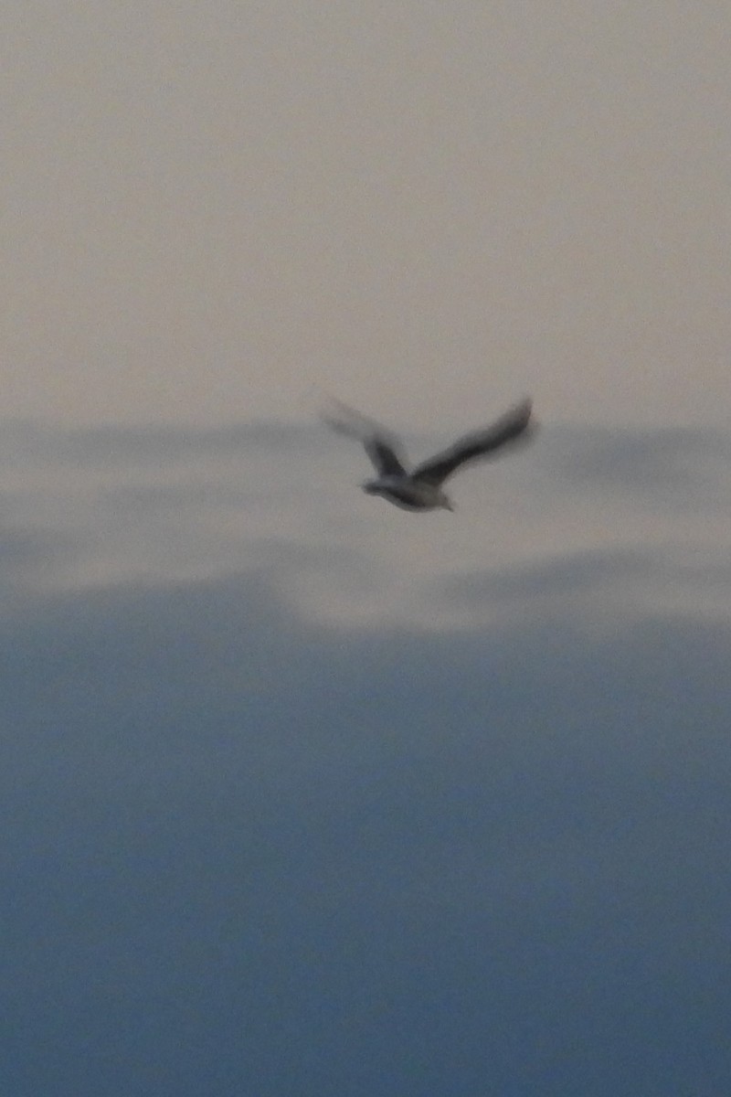 American Herring Gull - ML641745848