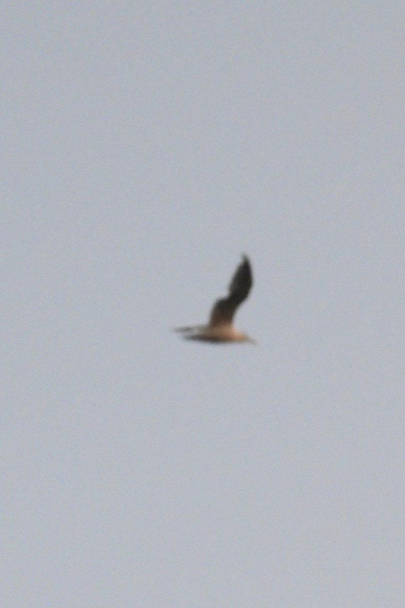 American Herring Gull - ML641745849