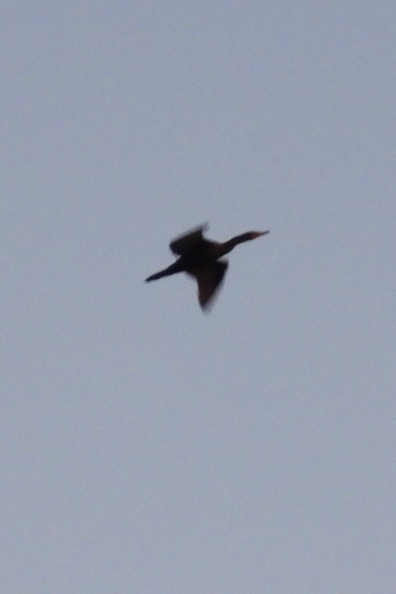 Double-crested Cormorant - ML641745852