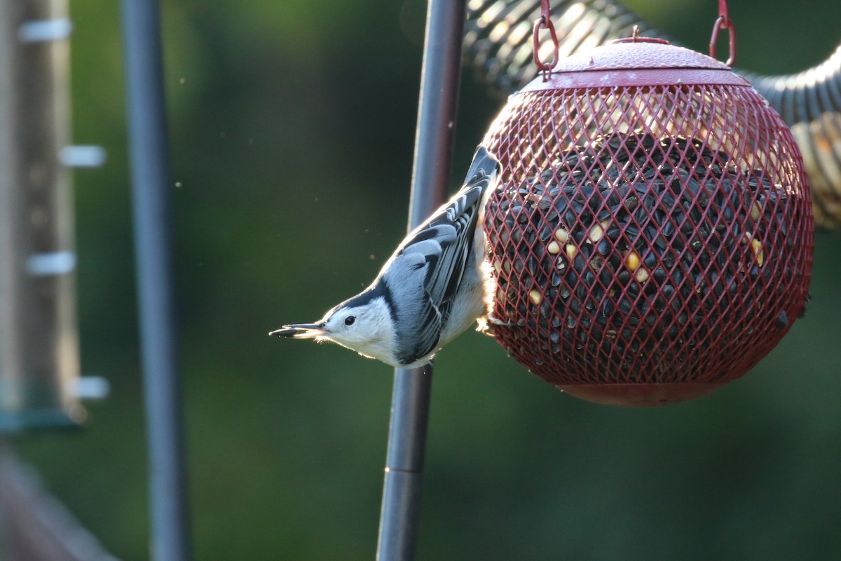 White-breasted Nuthatch - ML641745856