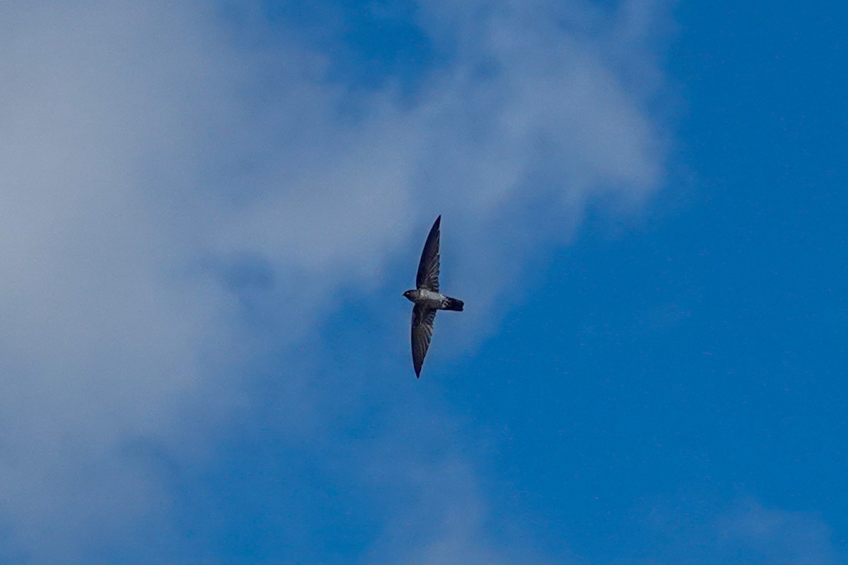 Glossy Swiftlet - ML641745860