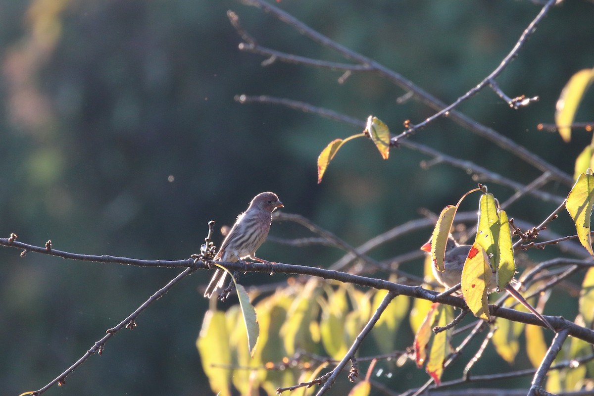 House Finch - ML641745861