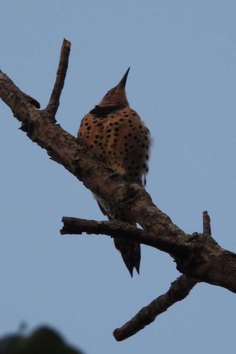 Northern Flicker - ML641745862