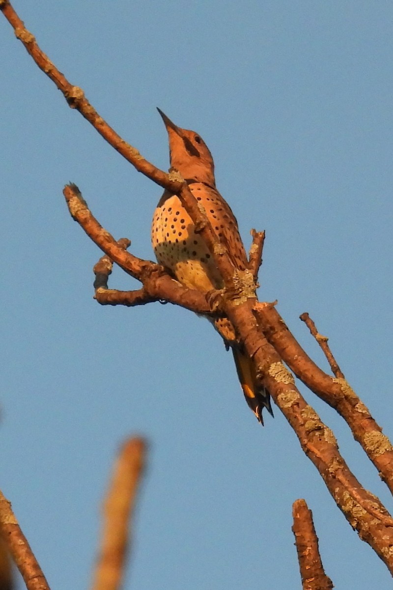 Northern Flicker - ML641745863
