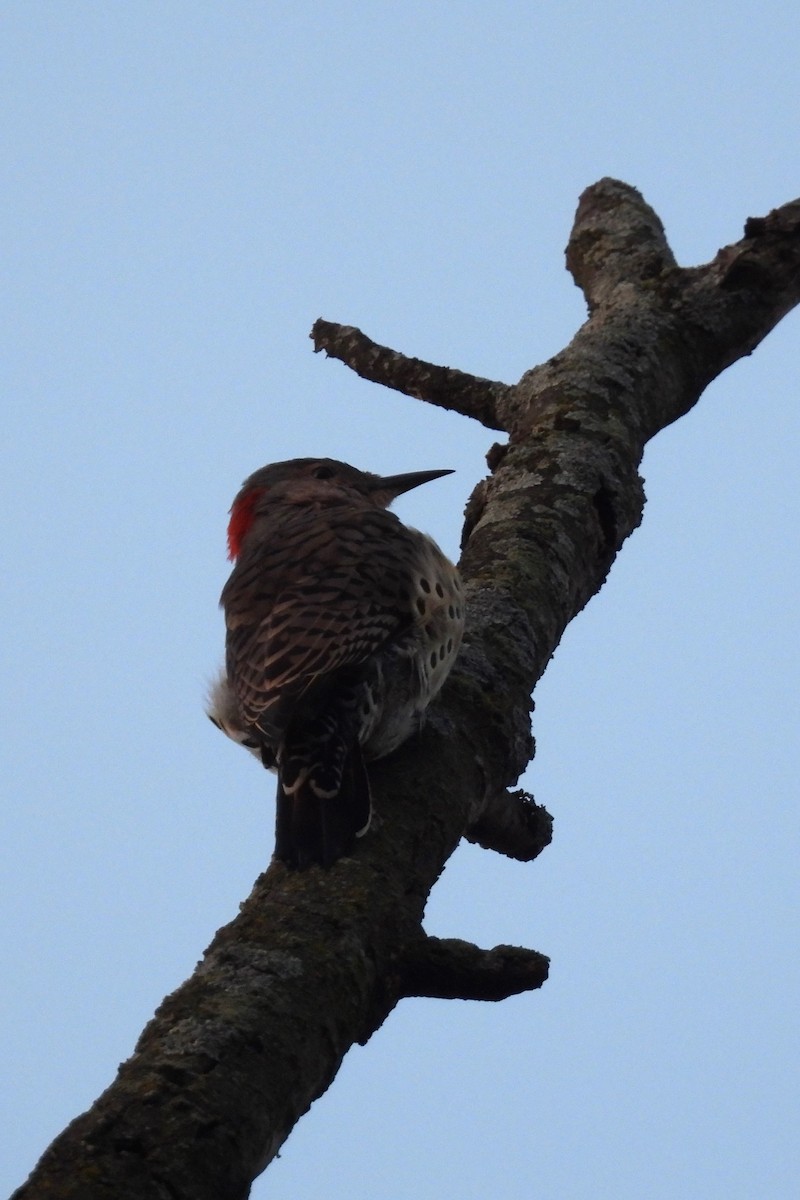 Northern Flicker - ML641745864