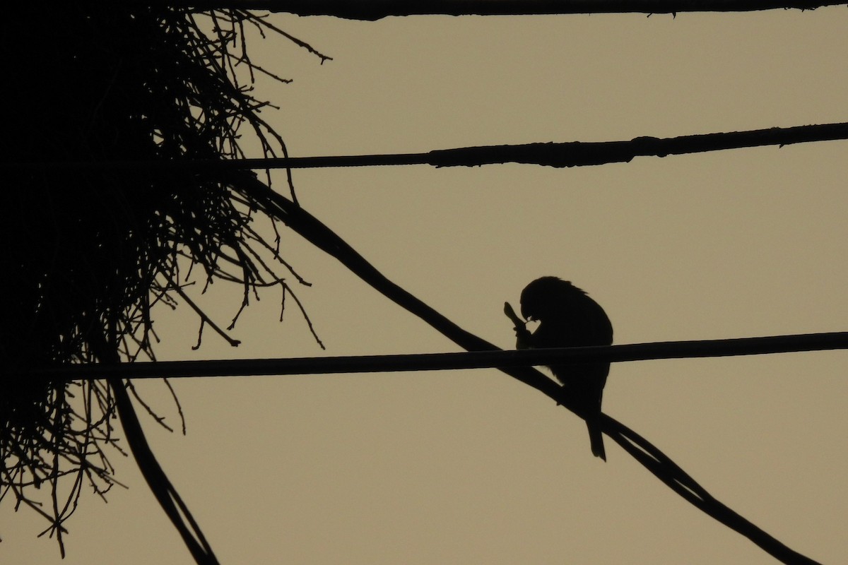 Monk Parakeet - ML641745869
