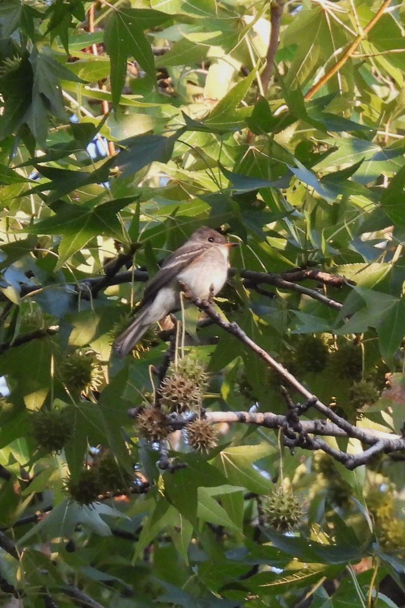 Eastern Wood-Pewee - ML641745871