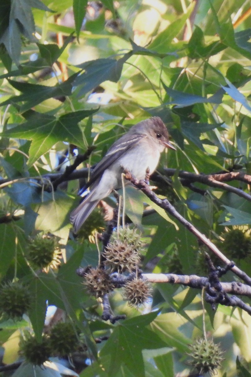 Eastern Wood-Pewee - ML641745872