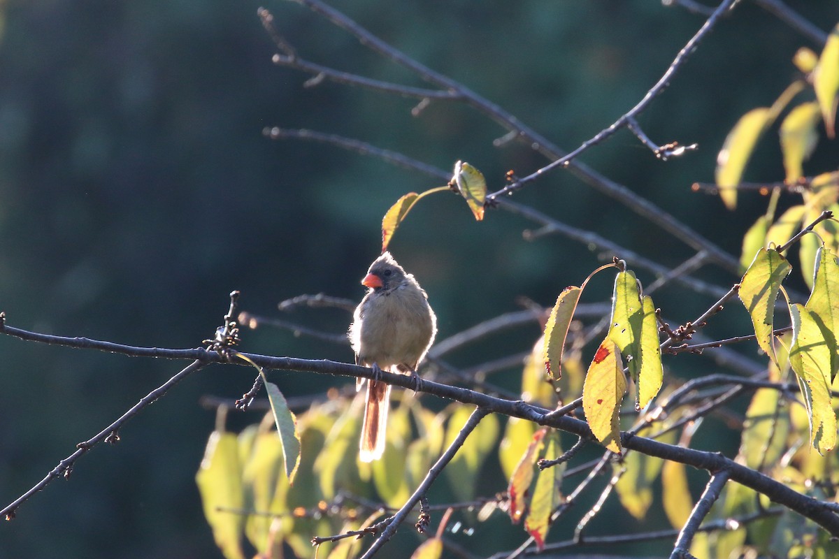 Northern Cardinal - ML641745873