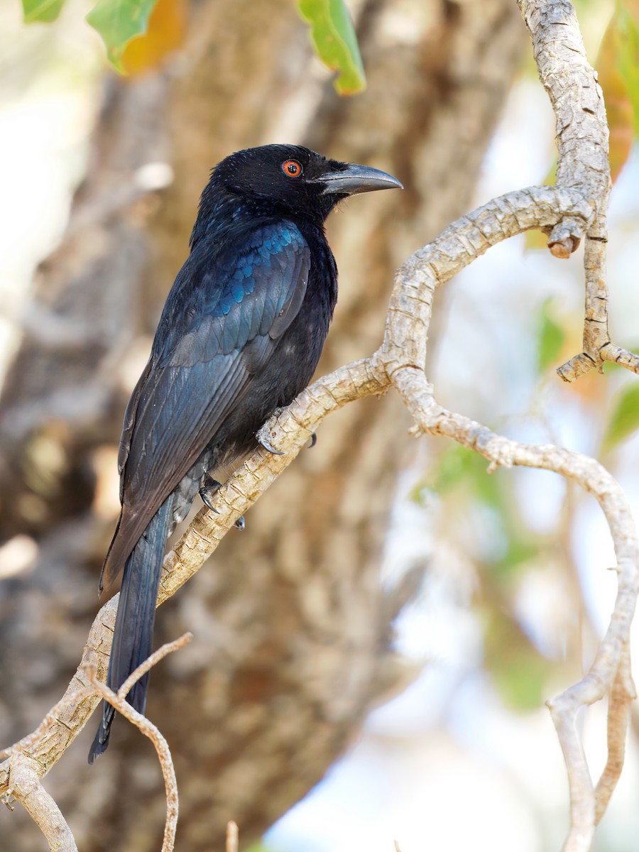 Spangled Drongo - ML641745889