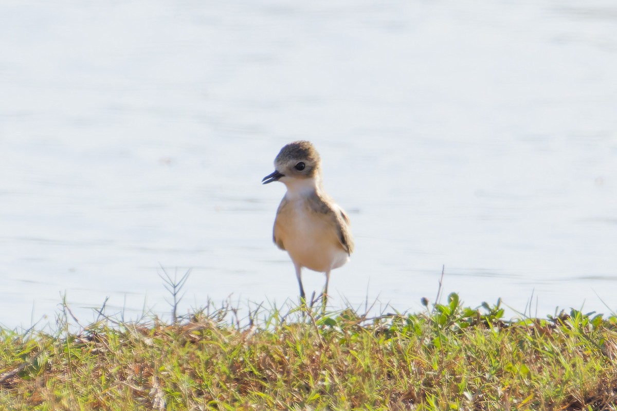 Tibetan Sand-Plover - ML641745890
