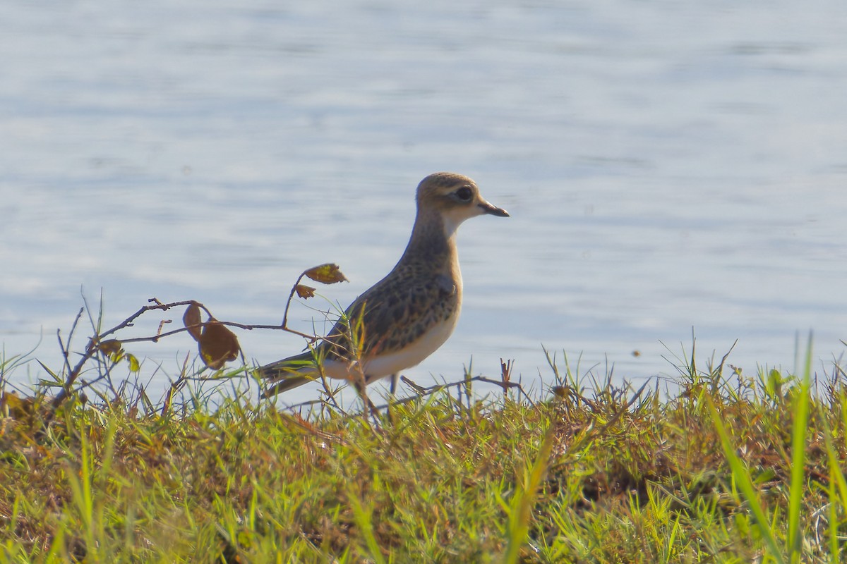 Tibetan Sand-Plover - ML641745892