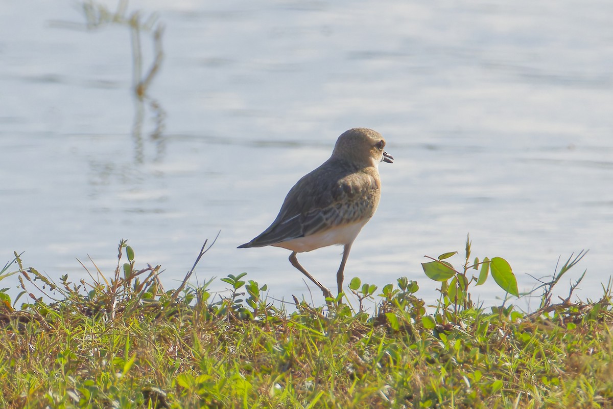 Tibetan Sand-Plover - ML641745893
