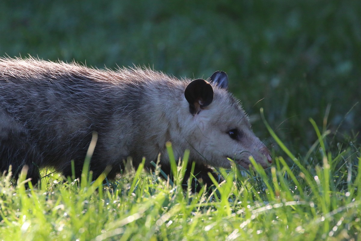 Opossum della Virginia - ML641745898