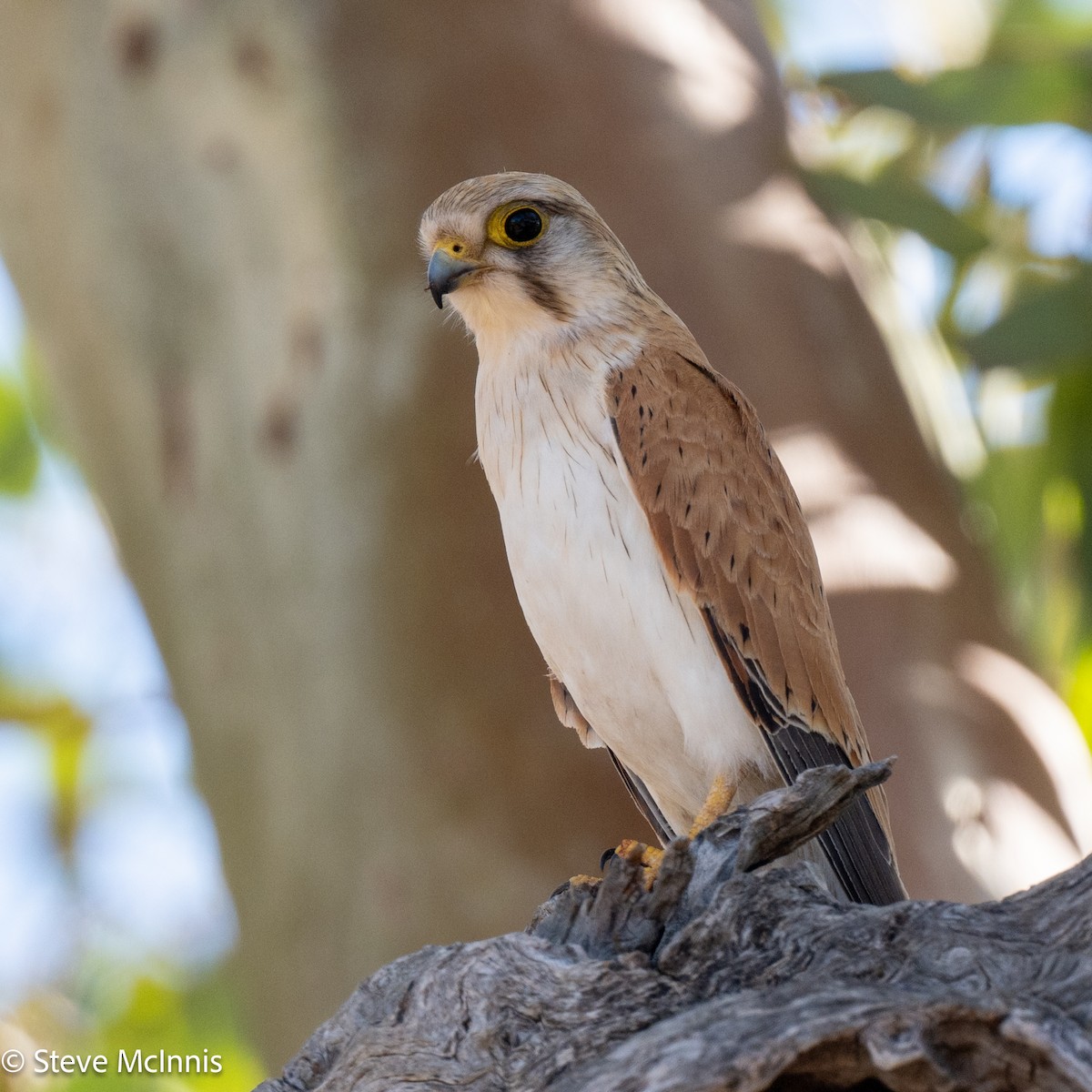 Nankeen Kestrel - ML641745900