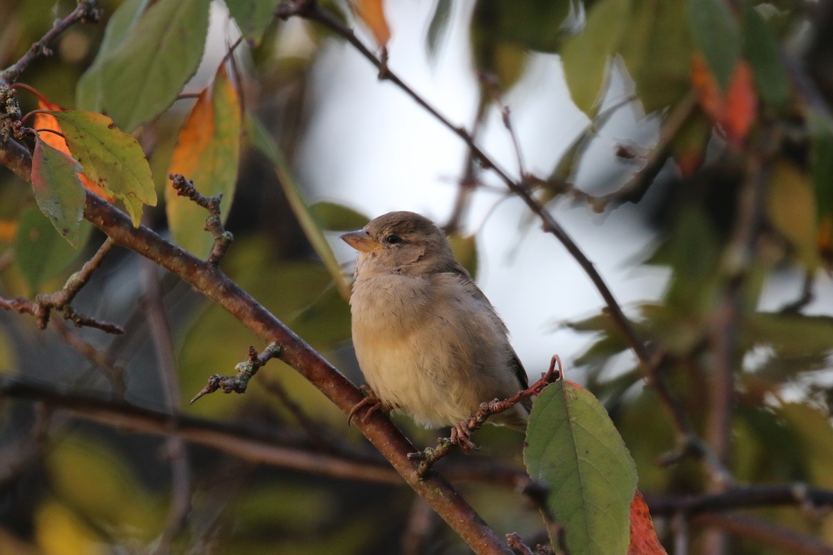 Passera oltremontana - ML641745927