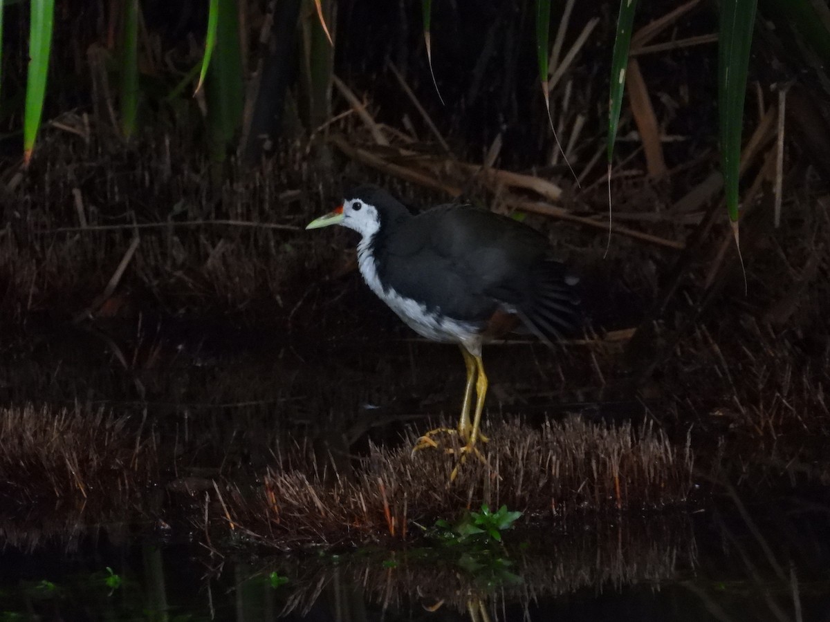 White-breasted Waterhen - ML641745936