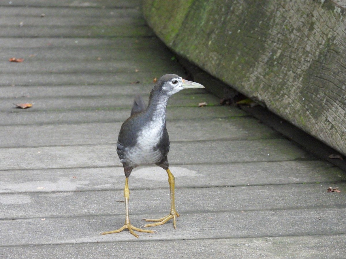 White-breasted Waterhen - ML641745937