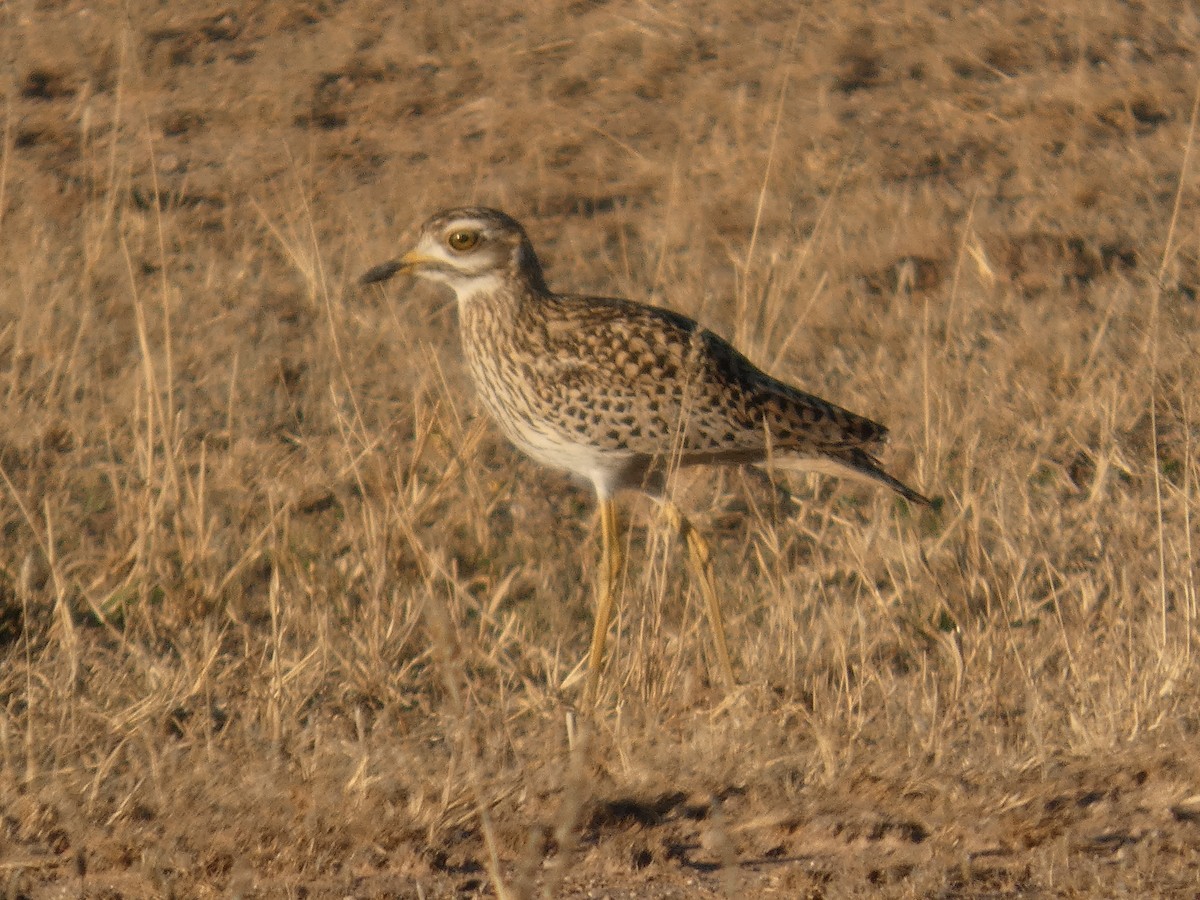 Spotted Thick-knee - ML641745949